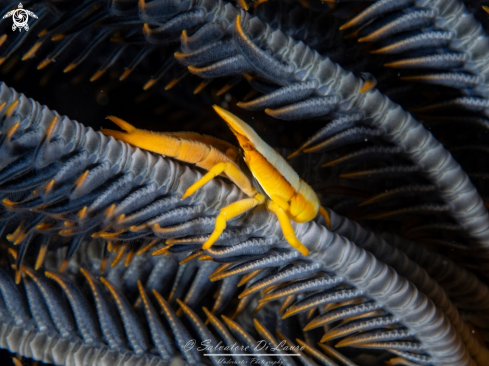 A Crinoid squat lobster