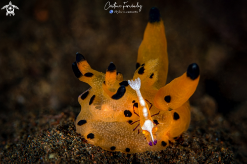 A Nudibranch