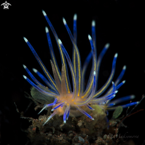 A Nudibranch Sakuraeolis kirembosa 