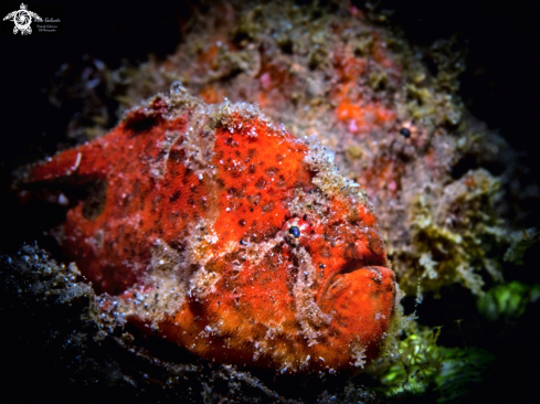 A Frogfish