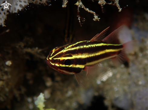 A Cardinalfish