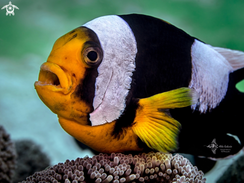 A Clownfish