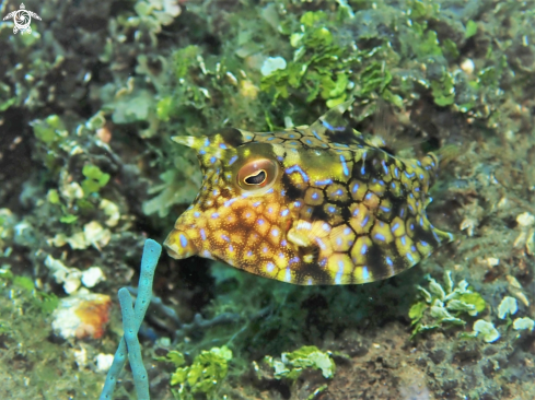 A Lactoria cornuta | Cowfish