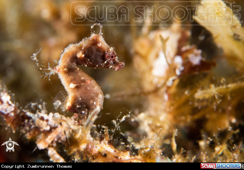 A Severnsi Pygmy Seahorse 