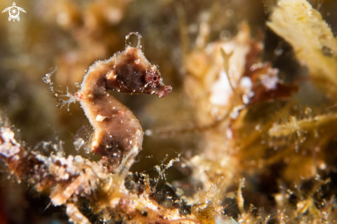 A Severnsi Pygmy Seahorse 