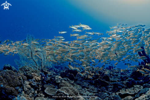 A lutjanus lutjanus | Yellow snappers