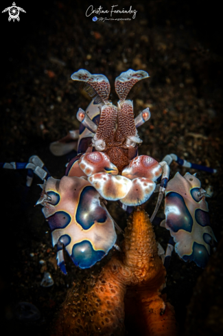 A Hymenocera picta - Harlequin shrimp | Shrimp