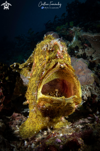 A Antennarius commerson - Gigant frogfish | Frogfish
