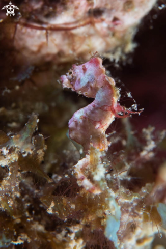 A Pygmy Seahorse 