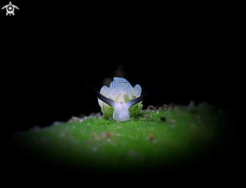 A Costasiella Usagi 