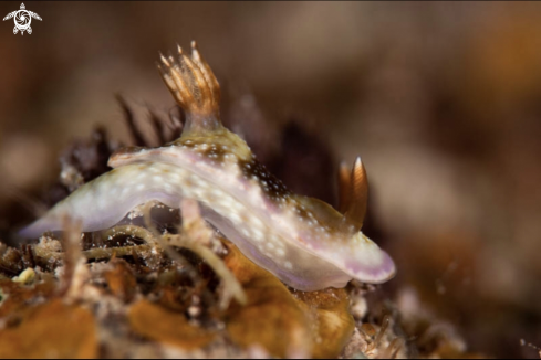 A Nudibranch 