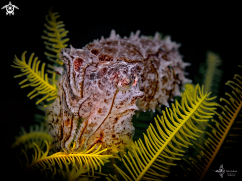 A Cuttlefish