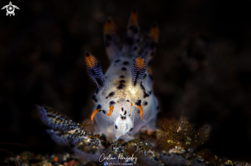 A Nudibranch