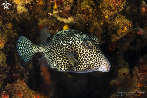 A Spotted Trunkfish