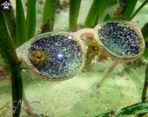 A Green snakelock anemone