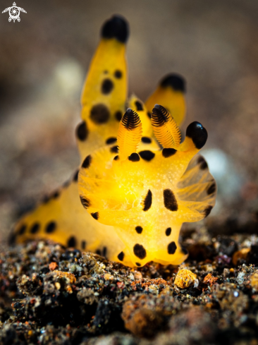 A Thecacera sp.  | Nudibranch