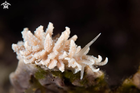 A Nudibranch 