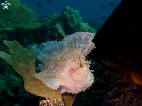 A Taenianotus triacanthus | Leaf Scorpionfish