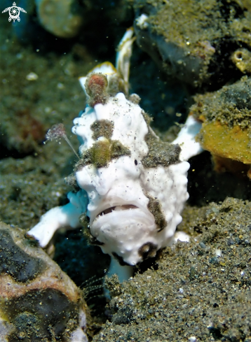 A Warty Frogfish