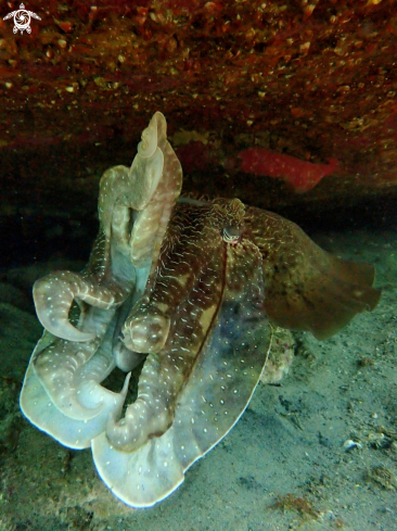 A Australian giant cuttlefish