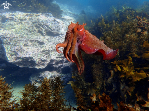 A Sepia apama | Australian giant cuttlefish