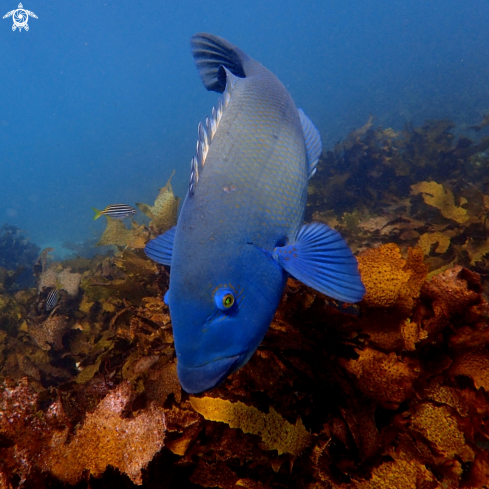 A Eastern blue groper