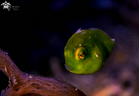 A Puffer Filefish
