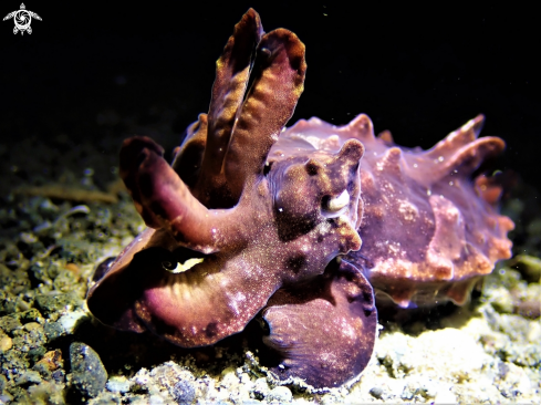 A Metasepia pfefferi | Flamboyant Cuttlefish