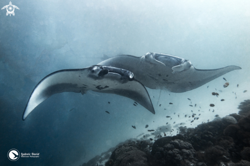 A Mobula alfredi | Reef Manta