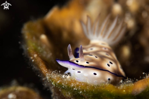 A Nudibranch 