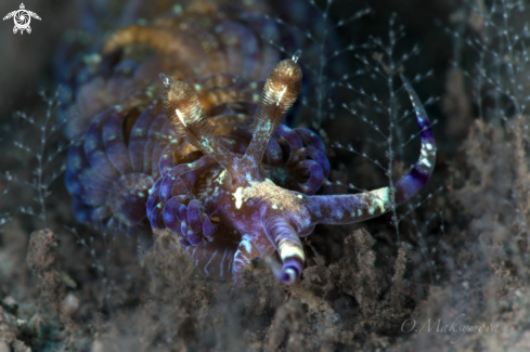 A Nudibranch Pteraeolidia semperi 