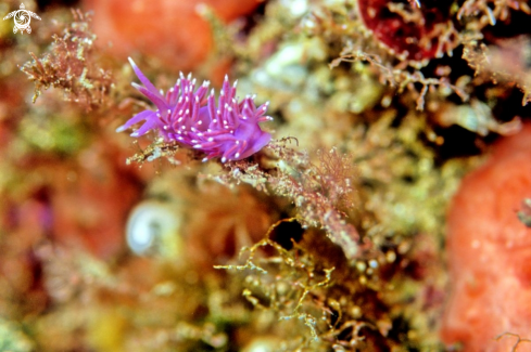 A Flabellina Affinis | Flabellina