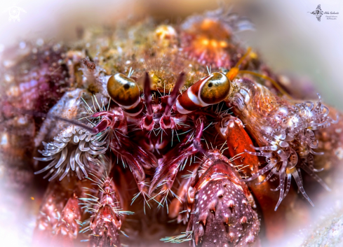 A Hermit Crab