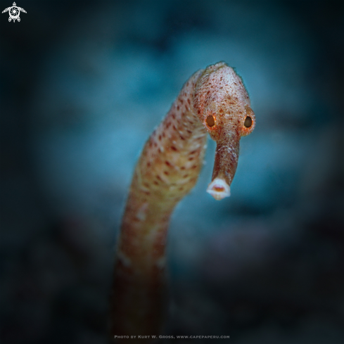 A Pipefish