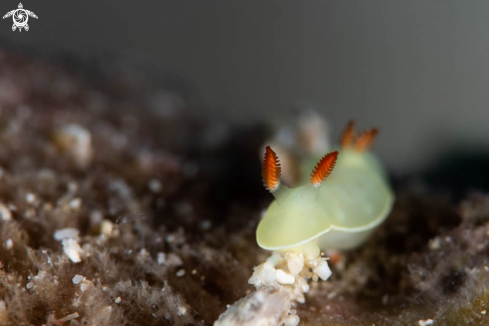 A Nudibranch 