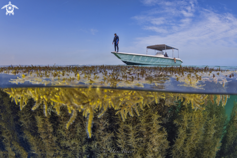 A sargassum