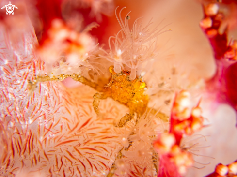 A Achaeus Spinosus | Spider Crab 