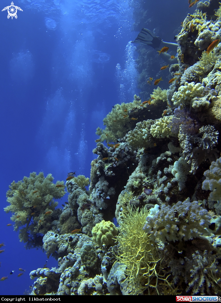 A Coral Reefs