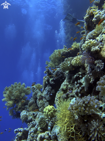 A stony corals | Coral Reefs