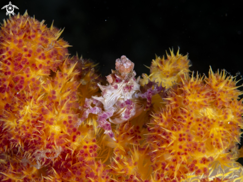 A Soft coral Crab 