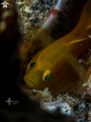 A Yellow Goby