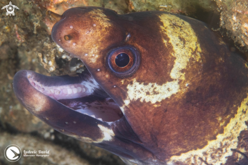 A Echidna polyzona | Barred Moray