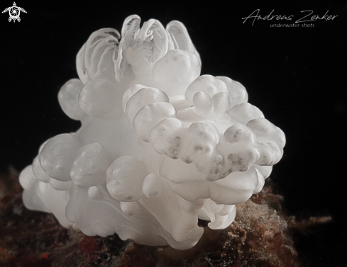 A Popcorn nudibranch