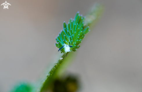 A Costasiella kuroshimae 