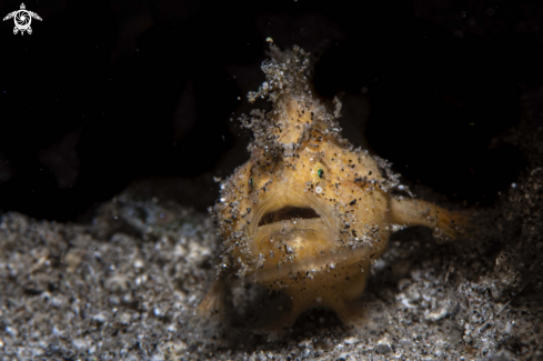 A Antennarius striatus | Hairy frogfish