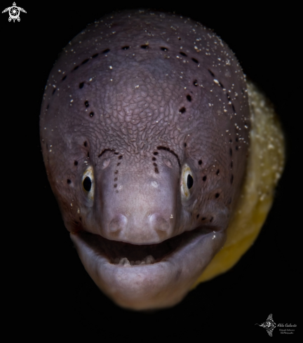 A Gymnothorax griseus | Moray Eel