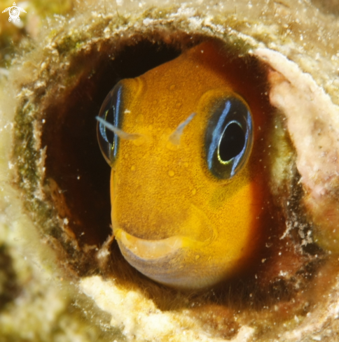 A Blenny