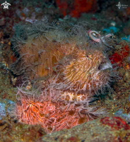 A Hairy Frogfish