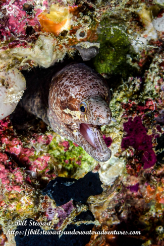 A Barred-Fin Moray Eel