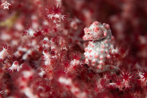 A Bargibanti Pygmy Seahorse 